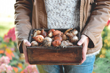 Woman holding wooden crate with spring flower bulbs ready for fall planting
