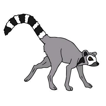 Vector hand drawn doodle sketch colored lemur isolated on white background