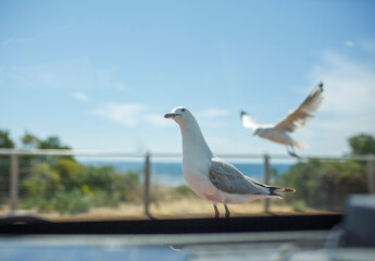 Two seagulls in front of a car on the beach in Adelaide, South Australia