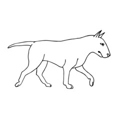 Vector hand drawn doodle sketch bull terrier dog isolated on white background