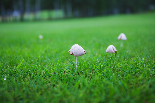 White mushrooms in green grass