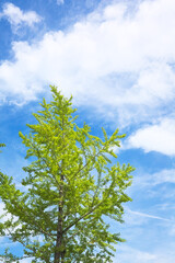 いちょうの葉と夏の青空	