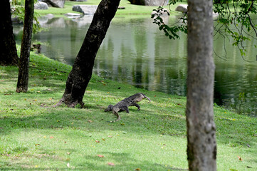 Closeup of Monitor lizard with fish in mouth walking on the lawn near the swamp with natural background at Thailand.