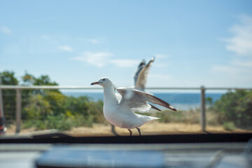 Two seagulls in front of a car on the beach in Adelaide, South Australia