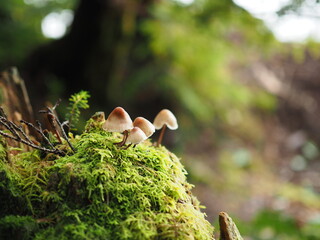 Obraz premium きのこ