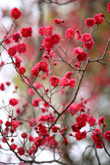 満開の紅梅の木