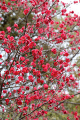満開の紅梅の木