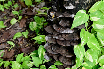 Closeup of Colorful Mushrooms growing from the ground above the trees in the forest at Thailand.