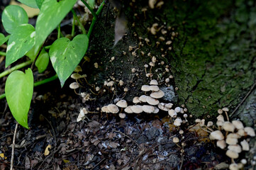 Closeup of Colorful Mushrooms growing from the ground above the trees in the forest at Thailand.