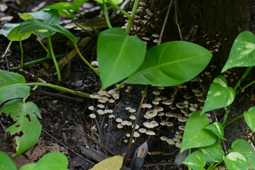 Closeup of Colorful Mushrooms growing from the ground above the trees in the forest at Thailand.