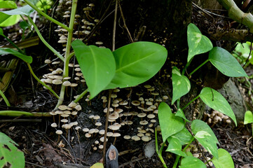 Closeup of Colorful Mushrooms growing from the ground above the trees in the forest at Thailand.