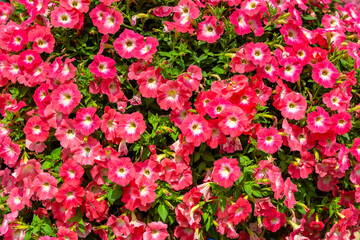 Background of petunias flowers