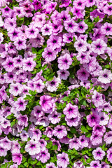 Fototapeta premium Background of petunias flowers