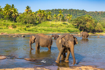 Fototapeta na wymiar Herd of elephants in Sri Lanka