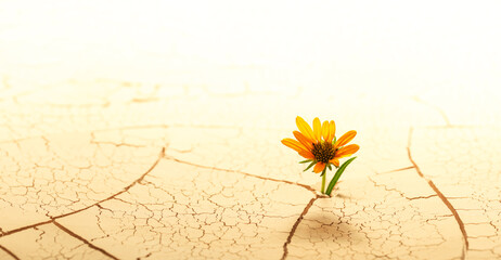 Dry cracked desert soil with single flower sprouting up from the desert. Concept displaying global...