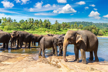 Obraz na płótnie Canvas Herd of elephants in Sri Lanka