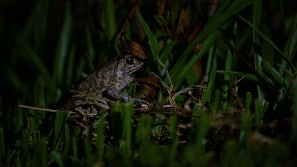 Closeup of adult frog rest on the grass at mountain forest of Taiwan.
