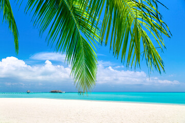 Fototapeta na wymiar Tropical beach and palm leaves