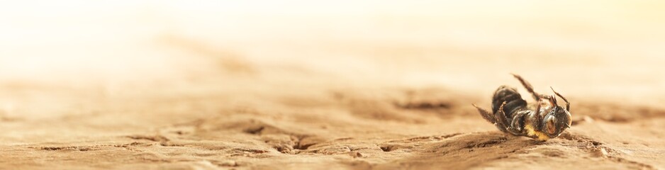 Dry desert soil with a single dead bee. Concept displaying the dangers of honey bee extinction, pesticides and pollution, colony collapse disorder, or global warming or climate change.