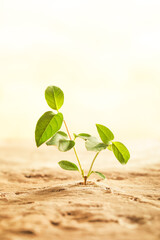 Dry desert soil with green plant seedling sprouting up from the desert. Concept displaying global...