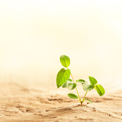 Dry desert soil with green plant seedling sprouting up from the desert. Concept displaying global warming or climate change, hope in the face of adversity, determination, or other environmental issues
