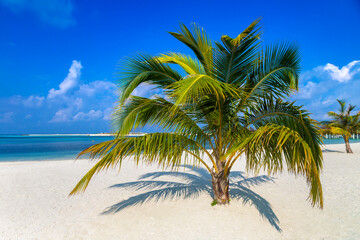 Fototapeta na wymiar Tropical beach with single palm