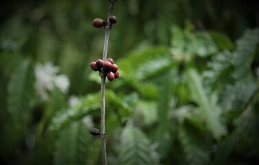 Photo of coffee cherries ready to be harvested