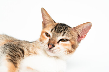 Fototapeta premium Close Up Face of an Adorable Cat in White Backgroud