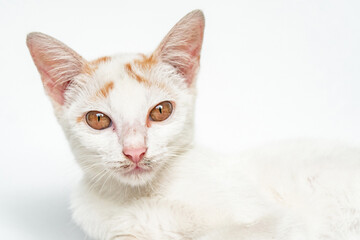 Close Up Face of an Adorable White Cat in White Backgroud