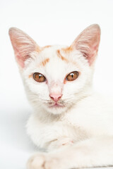 Close Up Face of an Adorable White Cat in White Backgroud