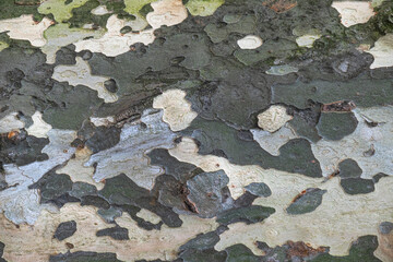 london plane tree,  platanus acerifolia, sycamore bark,