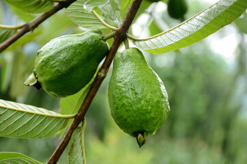 closeup the pair of ripe green guava fruit growing with leaves and branch in the farm over out of focus green brown background.