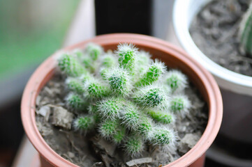 cactus , cactus in the flower pot