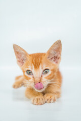 An Adorable Orange Cat in White Backgroud