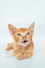 An Adorable Orange Cat in White Backgroud