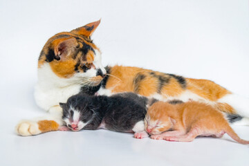 Fototapeta na wymiar Mother Cat is Breastfeeding Adorable Kittens in White Background