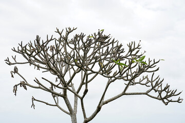frangipani tree with a sky background