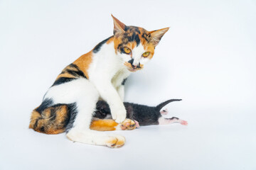 Mother Cat is Breastfeeding Adorable Kittens in White Background