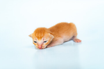 An Adorable Orange Cat in White Backgroud