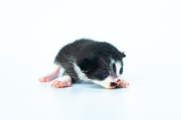 Very adorable domestic kitten, less than 1 month old