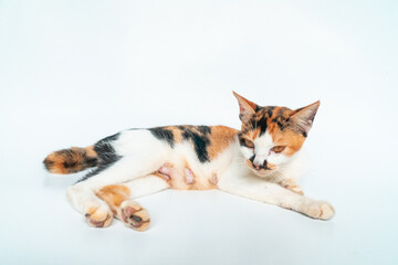 Naklejka na ściany i meble Adorable Striped Domestic Cat in White Background