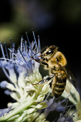 Honey Bee gathering nectar from garden flowers. 