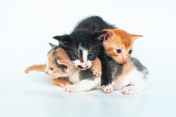 Very adorable domestic kittens, less than 1 month old