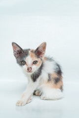 An Adorable Striped Kitten in White Background