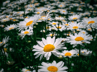 Fototapeta premium Familiar plants