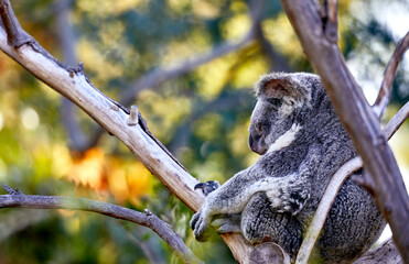 A Koala Bear sleeping in a tree