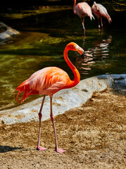 A Flamingo preening itself