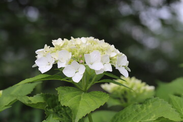 初夏の庭に咲く白いアジサイの花