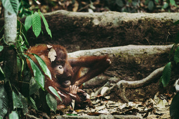 Orangutans in borneo deforestation