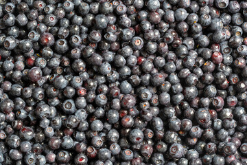 Surface covered with a layer of wild forest blueberry, close up